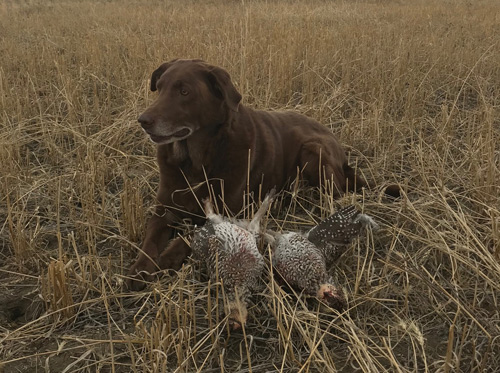 Upland Bird Hunting with Dogs