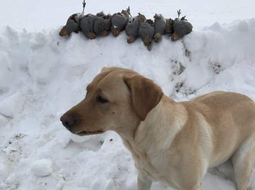 Hunting with Dogs